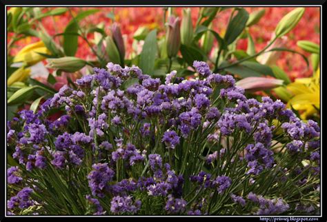 Prime Photos: Lalbagh Flower Show January 2012