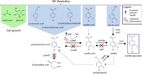 Vanillin-glucoside synthesis strategy from mock APL. Figure depicts the ...