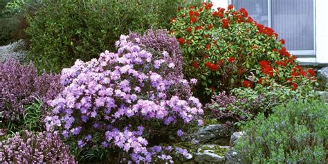 20 Best Flowering Shrubs - Blooming Bushes for Your Garden