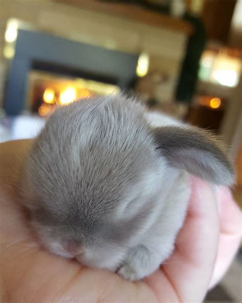 93 Handfulls Of Cute Baby Bunnies That Will Melt Your Heart | Bored Panda