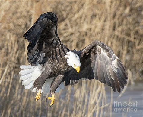 Bald Eagle Hunting Photograph by Dennis Hammer - Fine Art America