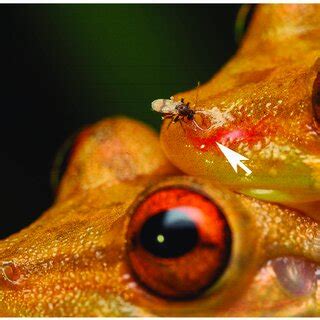 Female frog-biting midge (Corethrella spp.) sucking blood at the... | Download Scientific Diagram