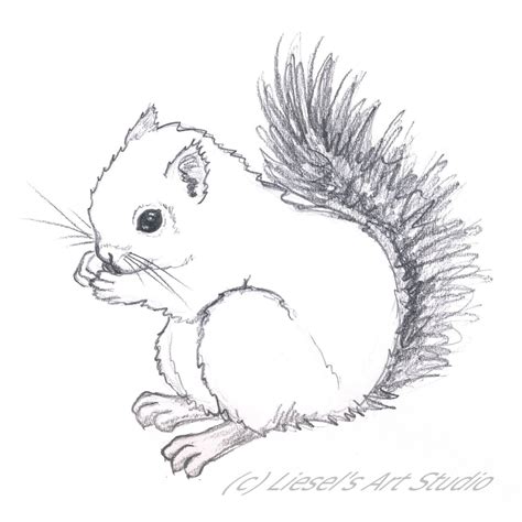 20+ Squirrel Sketch Easy | NeaveNasrina