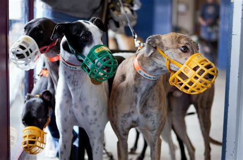 Greyhound Races Fade, With Many Track Owners Eager to Get Out - The New York Times