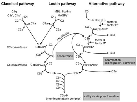 Pin on Hematologia | Medical school studying, Medical laboratory ...