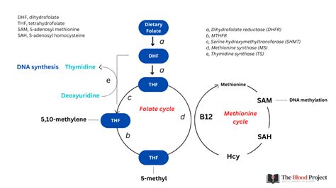 Folate Cycle • The Blood Project