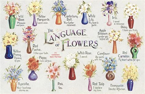 The Language of Flowers