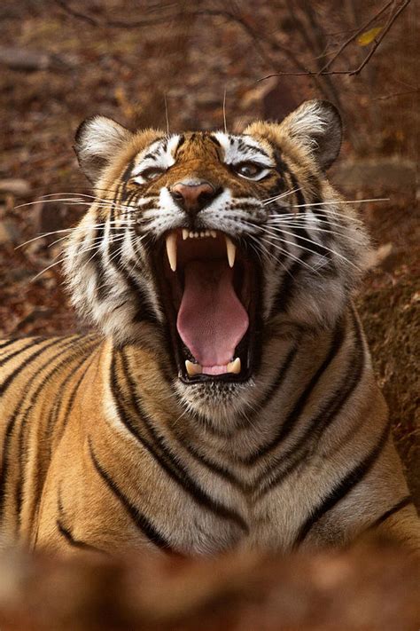 Tiger Roar Photograph by Tom Ambrose - Fine Art America