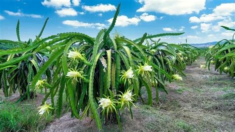 How to Pollinate Dragon Fruit? – The Garden Bug Detroit