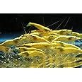 Amazon.com : Neon Yellow Shrimp Live Freshwater Aquarium Shrimp - 1/4 ...