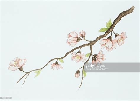 Botany - Trees - Rosaceae - Almond branch with flowers. Drawing. | Flower drawing, Branch ...