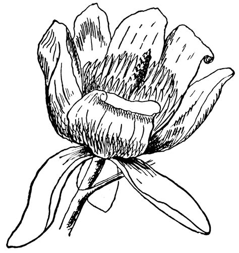 Tulip-Tree Flower | ClipArt ETC