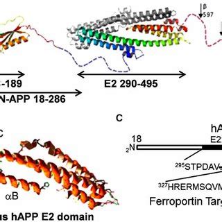 The ferroportin binding element in the APP. (A) A structural diagram ...