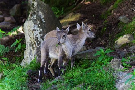 Little baby mountain goats stock image. Image of green - 106935057