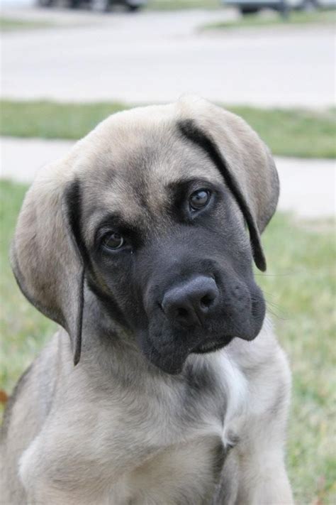 American Mastiff puppy | Mastiff puppies, American mastiff, Mastiffs