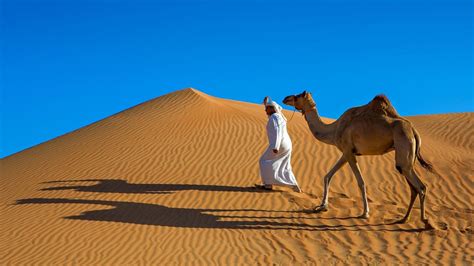 Saudi Arabia Desert Camels