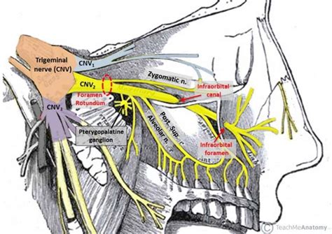 The Pterygopalatine Fossa