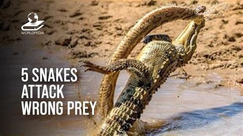 5 Times Snakes Attack the Wrong Prey