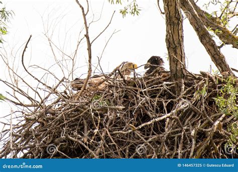 White Tailed Eagle Nest in Danube Delta , Romania Wildlife Bird ...