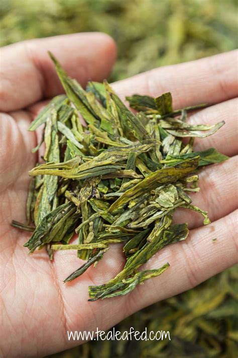 Chinese Dragon Tea: A Closer Look at Longjing Tea | Dragon well tea ...