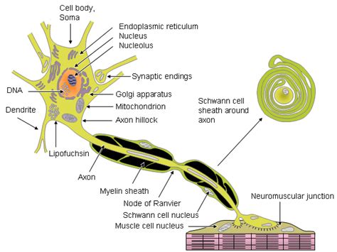 2. Nerve and Muscle Cells