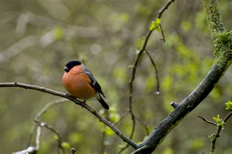 Bere Copse Nature Reserve | Hampshire and Isle of Wight Wildlife Trust