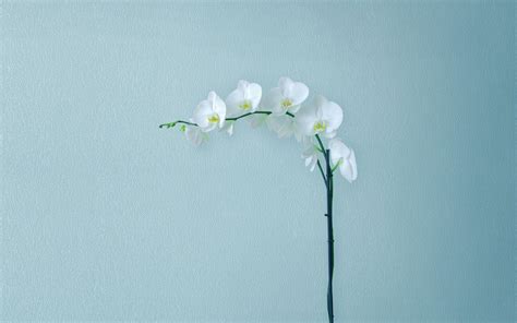 Download Bring nature and technology together with this minimalist flower computer. Wallpaper ...