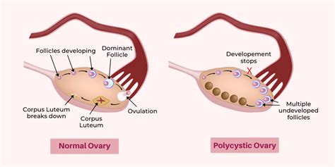 Ovarian Follicle Cycle