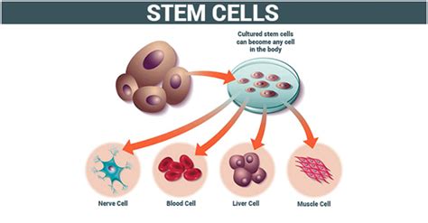 Top 5 Stem Cell Treatment Hospitals In Mumbai, Check here