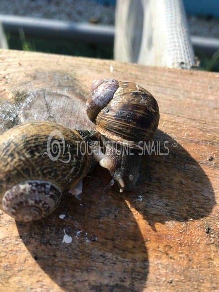 The reproduction of the Snails - Snails Breeding