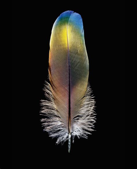 Exquisite Photos of Bird Feathers from Around the World | Time.com