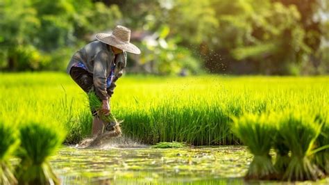 Akademisi: Dampak Impor Beras Paling Bahaya adalah Petani Mogok Tanam Padi