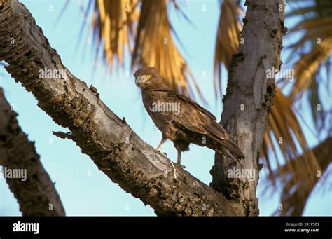 Brown snake eagle (Circaetus cinereus), Eagle, Birds of Prey, Animals ...