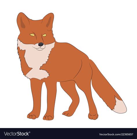 Fox worth drawing color Royalty Free Vector Image