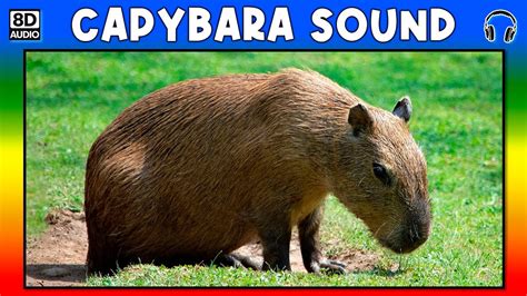 🐗 CAPYBARA SOUND - CAPYBARA SOUND EFFECT - SOUND OF CAPYBARA - NOISE OF ...