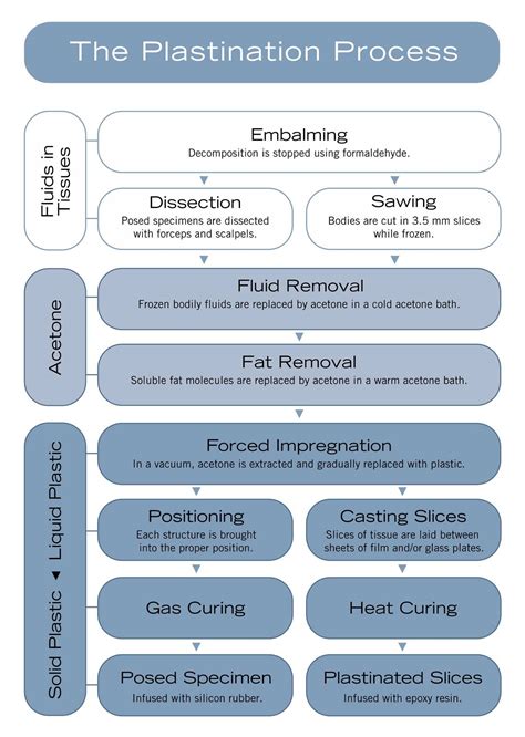 The Plastination Process | Anatomic Excellence