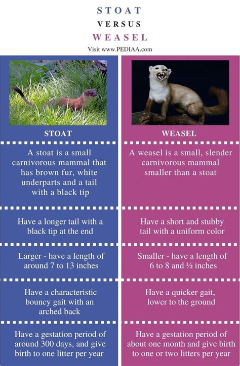 What is the Difference Between Stoat and Weasel - Pediaa.Com