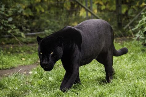 Black Panther Animal Information - All You Need To Know!!