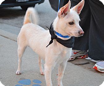 Foxy | Adopted Puppy | Los Angeles, CA | Shiba Inu/Chihuahua Mix