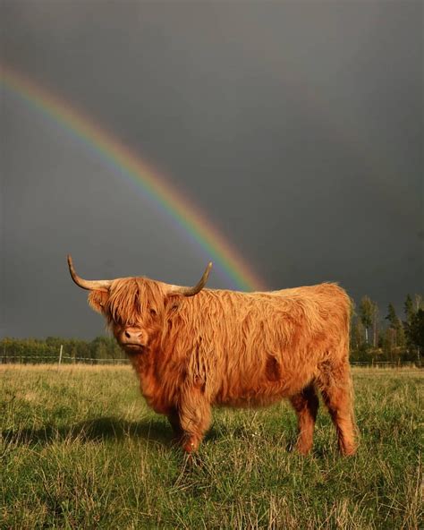 There's a treasure at the end of the rainbow 🌈 #highlandcattle #highlanders #cattle #highlandcow ...