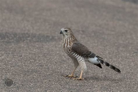 Gabar Goshawk Juvenile - Wildlife Den - South African And Australian ...