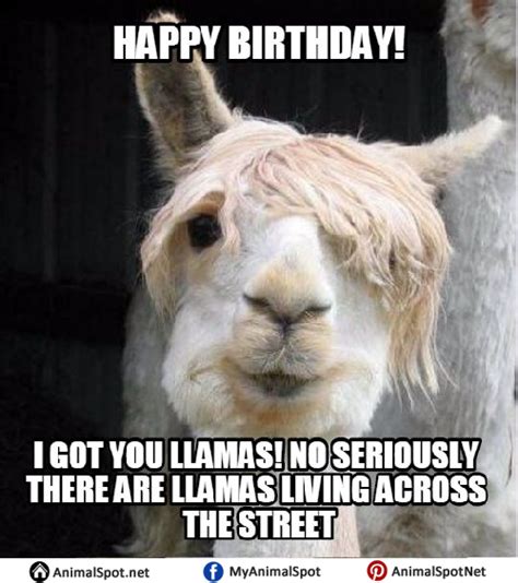 Llama Memes