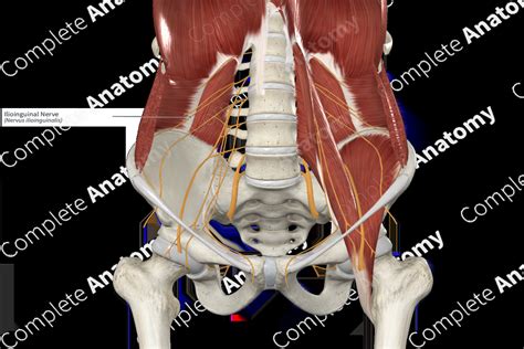 Ilioinguinal Nerve | Complete Anatomy