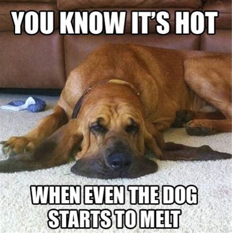 gleamogirljoelle: Too hot to handle | Funny dog memes, Dog memes, Funny summer memes