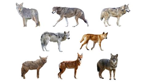 8 Species of the Genus Canis | With Scientific Latin Names - YouTube