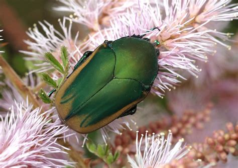 Arizona: Beetles, Bugs, Birds and more: Fighting Fig Beetles (Cotinis ...