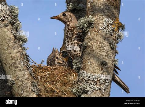 Thrush nest uk hi-res stock photography and images - Alamy