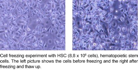 Freezing Cells - campestre.al.gov.br