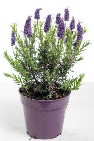 Rosemary bush in a flower pot on a white background - Creative Commons ...