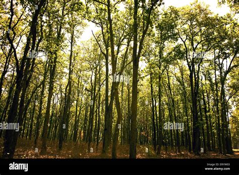 Sal trees Kanha National Park Madhya Pradesh India Stock Photo ...